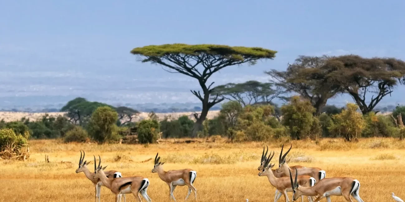 Afrique du Sud