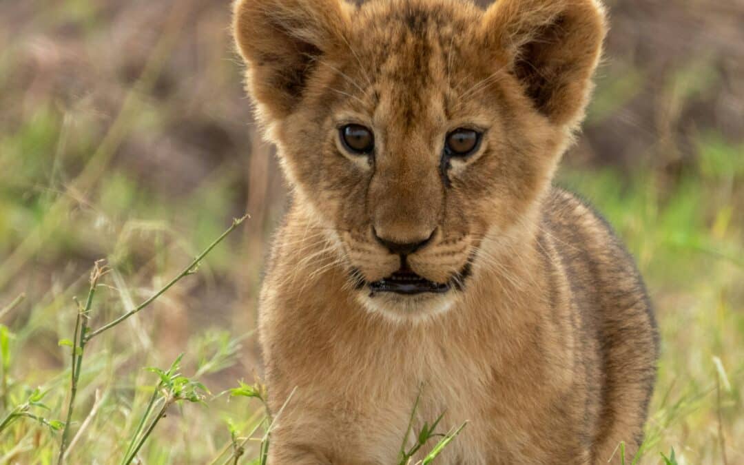 Safari-Croisière au fil du Zambèze : Afrique du Sud, Botswana, Namibie, Zimbabwe
